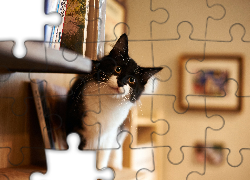 Czarno, Biały, Kotek, Rozmyte, Tło