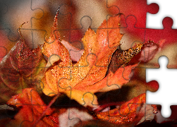 Jesień, Rude, Liście, Klonu