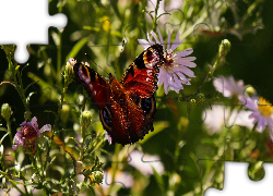 Siedzący , Motyl, Astry