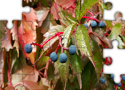 Winobluszcz, Liście, Czarne, Owoce