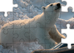 Niedźwiedź, Polarny, Śnieg, Zoo