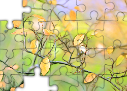 Liście, Fractalius