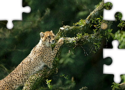 Gepard, Drzewo