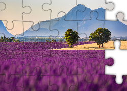 Lawenda, Drzewa, Góry