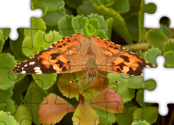 Owady, Motyl, Rusałka osetnik