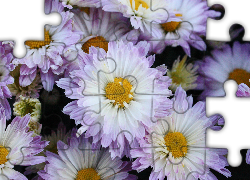 Kwiaty, Chryzantema