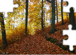 Las, Jesień, Drzewa