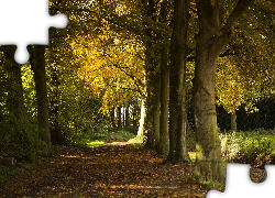Jesień, Drzewa, Ścieżka, Park