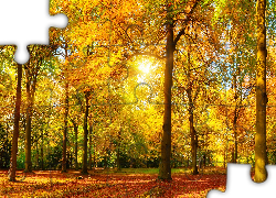 Park, Drzewa, Promienie, Słońca, Złota, Jesień