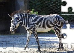 Zebra, płot