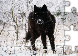 Czarny, Wilk, śnieg