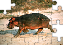 Mały, Hipopotam