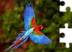 Papuga, ara, niebieska, skrzydła