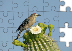 Ptak, kaktus, opuncja