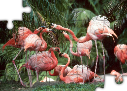 Flamingi, palmy