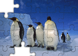 Pingwiny, góra, śnieg