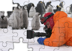 Pingwiny, fotograf, śnieg, aparat
