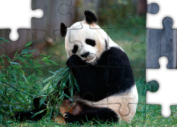 Panda, Bambus, Trawa