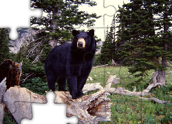 Niedźwiedź, Baribal, Amerykański