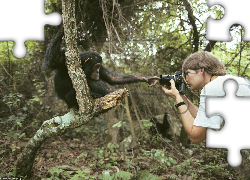 Małpa, fotograf, aparat, las