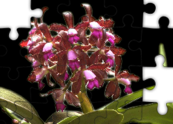 Storczyki, orchidea