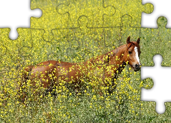 Koń, łąka, kwiaty