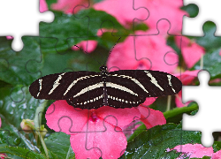 Motyl, kwiat, Niecierpek