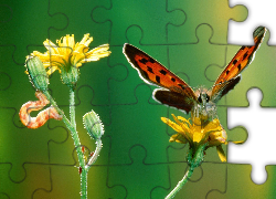 Motyl, kwiat, gąsienica