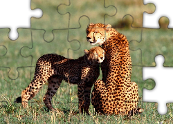 Dwa Gepardy