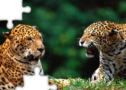 Dwa, Jaguary, Kły