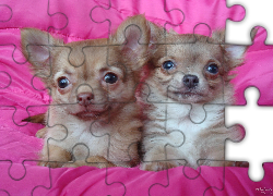 Chihuahua, Różowa, Poduszka