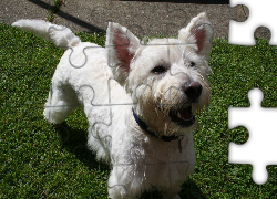 West Highland White Terrier, zielona, trawa
