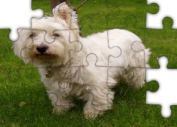słodki, West Highland White Terrier