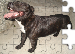 morda, Staffordshire Bull Terrier, czekoladowe, umaszczenie