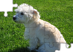 Dandie Dinmont Terrier, soczysta, trawa
