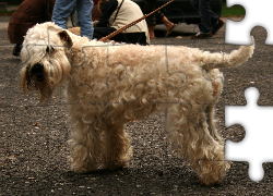 Irish Soft coated wheaten terrier