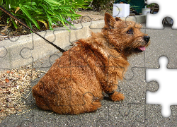 rudy, Norwich terrier