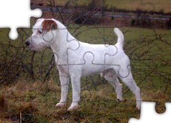 Parson Russell Terrier, łąka
