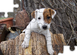 Jack Russell Terrier, pieniek