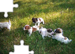 Jack Russell Terrier, zielona, trawa