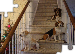 trzy, Beagle Harriery, schody, choinka