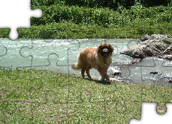 Leonberger, woda, skały
