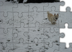 Norsk Buhund, śnieg