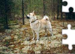 Norsk Buhund, las