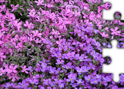 Żagwin ogrodowy, fioletowe, kwiatki