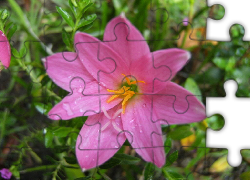 Różowo-liliowy, Zefirant