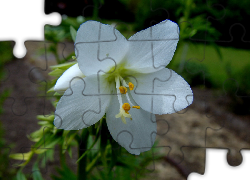 Biały, Kwiat, Wielosił