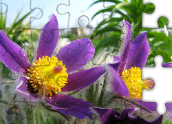 Pulsatilla patens