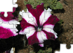 Dwubarwna, Petunia ogrodowa