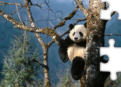 Panda, Drzewo